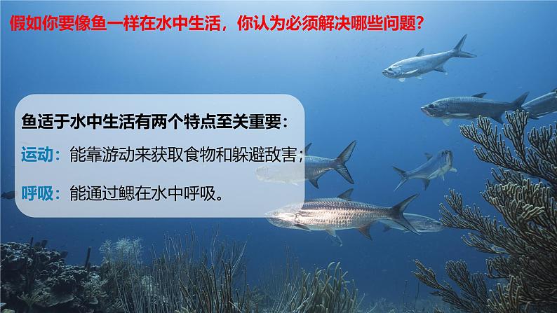 人教版生物七年级上册2.2.2《鱼》教学课件第5页