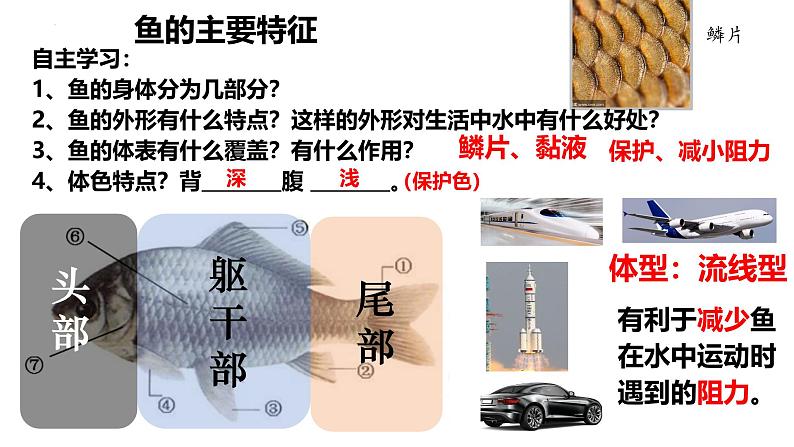 人教版生物七年级上册2.2.2《鱼》教学课件第6页
