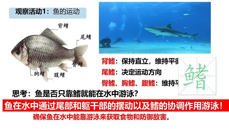 人教版生物七年级上册2.2.2《鱼》教学课件第7页