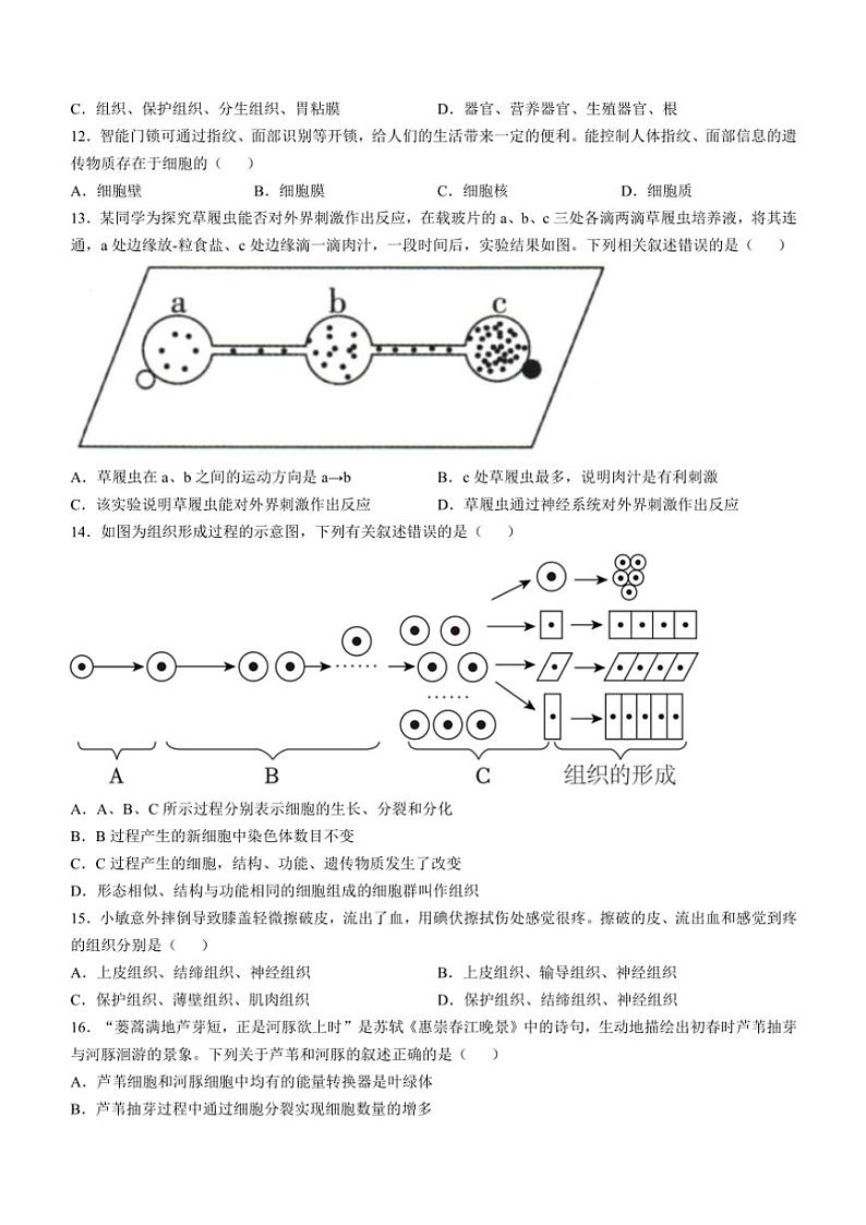 山东省德州市天衢新区2024~2025学年七年级(上)期中生物试卷(含答案)第3页