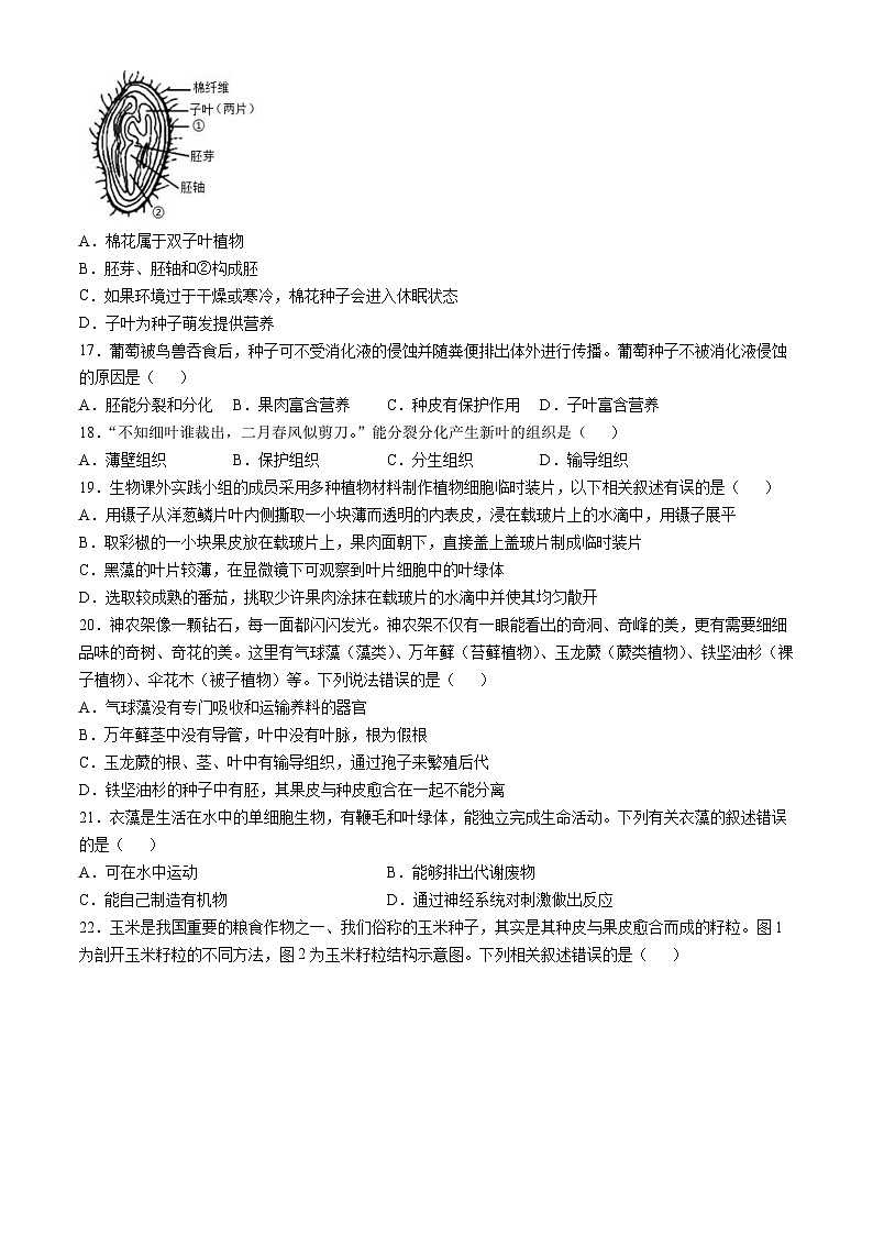 山东省聊城临清市2024-2025学年七年级上学期期中生物试题第3页
