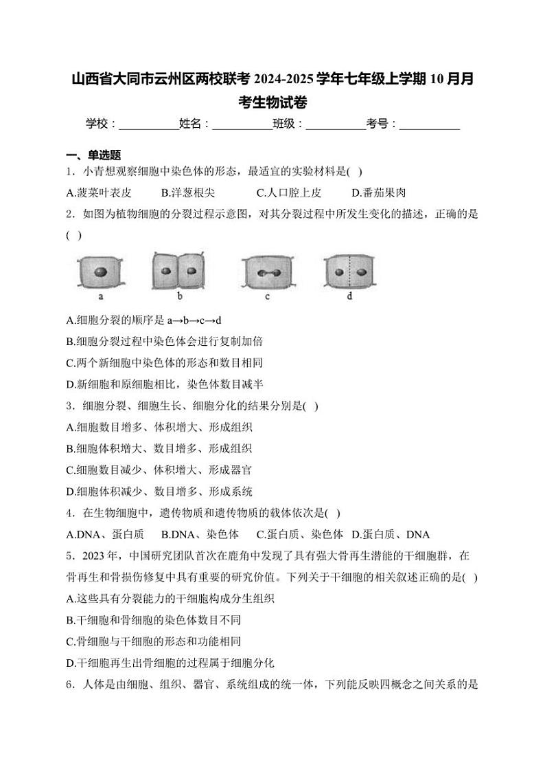 山西省大同市云州区两校联考2024~2025学年七年级(上)10月月考生物试卷(含答案)01