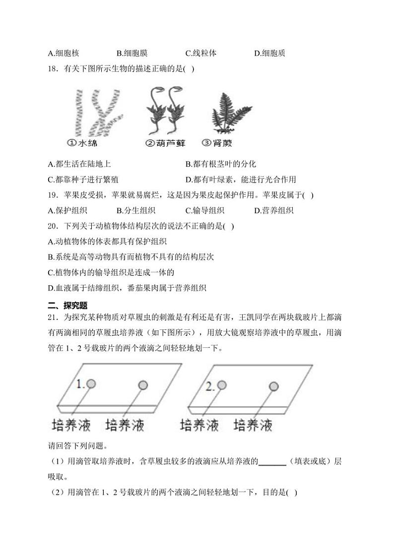 重庆市江津区第二中学十校联考2024~2025学年七年级(上)期中测试生物试卷(含答案)第3页