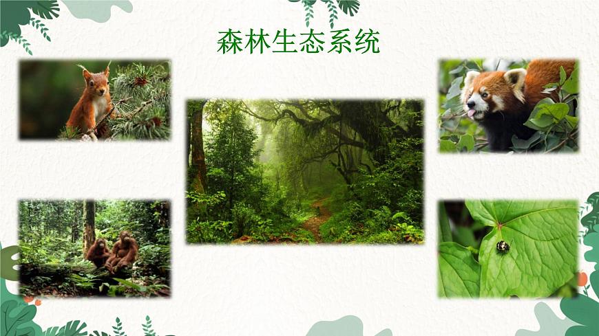 濟(jì)南版生物八年級下冊 6.2.4 生態(tài)系統(tǒng)的類型課件第4頁