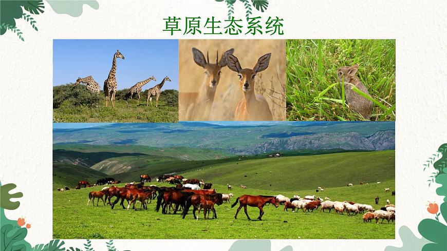 濟(jì)南版生物八年級下冊 6.2.4 生態(tài)系統(tǒng)的類型課件第6頁