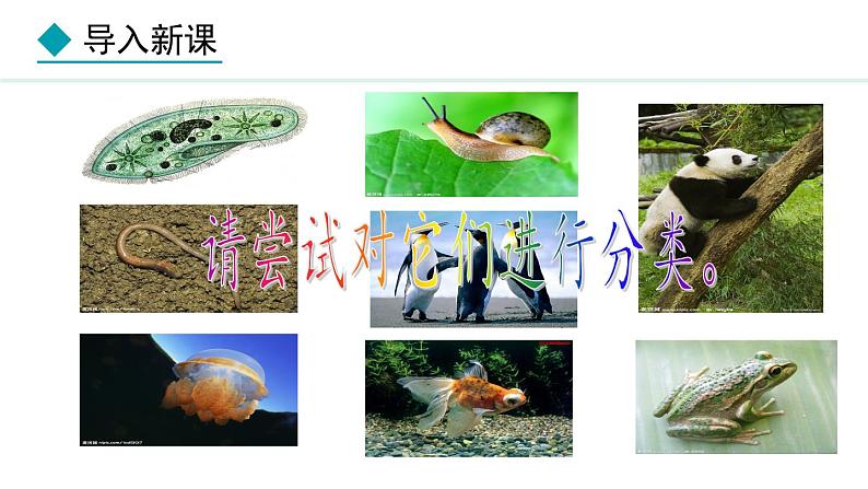 2024人教版生物七年级上册第二单元多种多样的生物第二章动物的类群2.2.1无脊椎动物教学课件ppt第3页