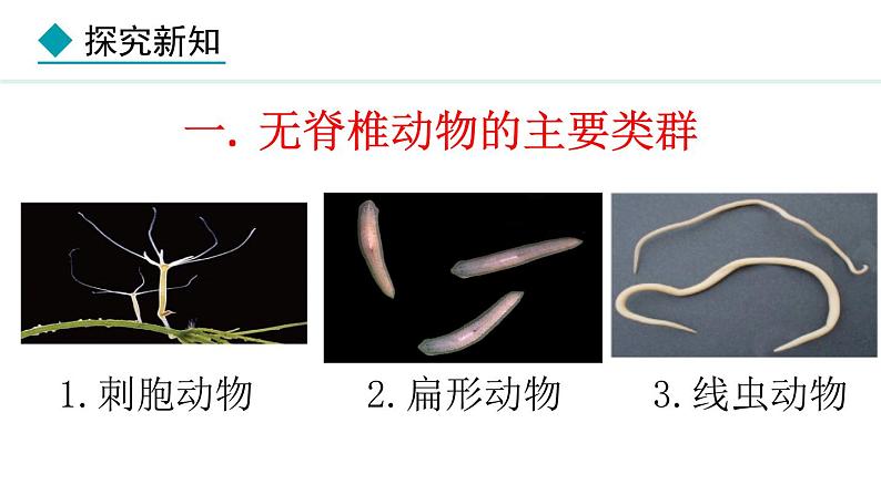 2024人教版生物七年级上册第二单元多种多样的生物第二章动物的类群2.2.1无脊椎动物教学课件ppt第5页