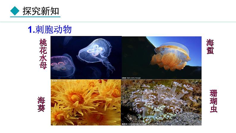 2024人教版生物七年级上册第二单元多种多样的生物第二章动物的类群2.2.1无脊椎动物教学课件ppt第7页