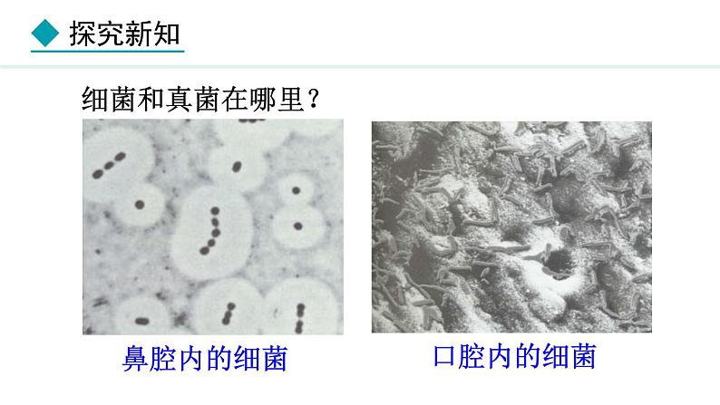 2024人教版生物七年级上册第二单元多种多样的生物第三章微生物2.3.1微生物的分布教学课件ppt第2页