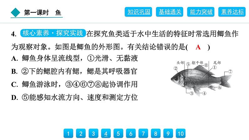 2024人教版生物七年级上册第二单元多种多样的生物第二章动物的类群2.2.2 第1课时 鱼 习题课件ppt第8页