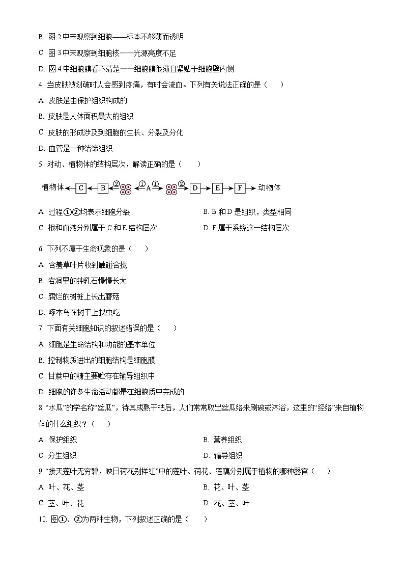 四川省自贡市富顺第二中学校2024-2025学年七年级上学期期中生物学试题(原卷版)-A4第2页