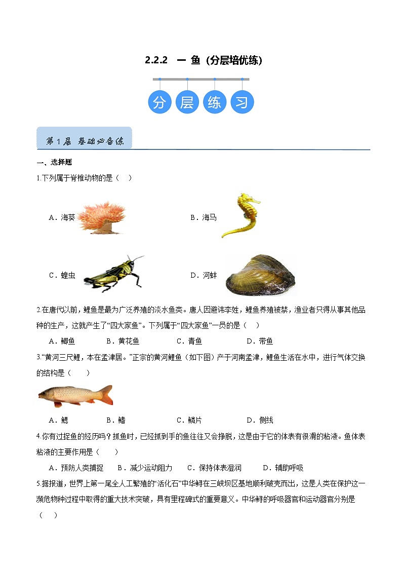 2.2.2 脊椎动物(一)鱼(分层培优练)(原卷版)第1页