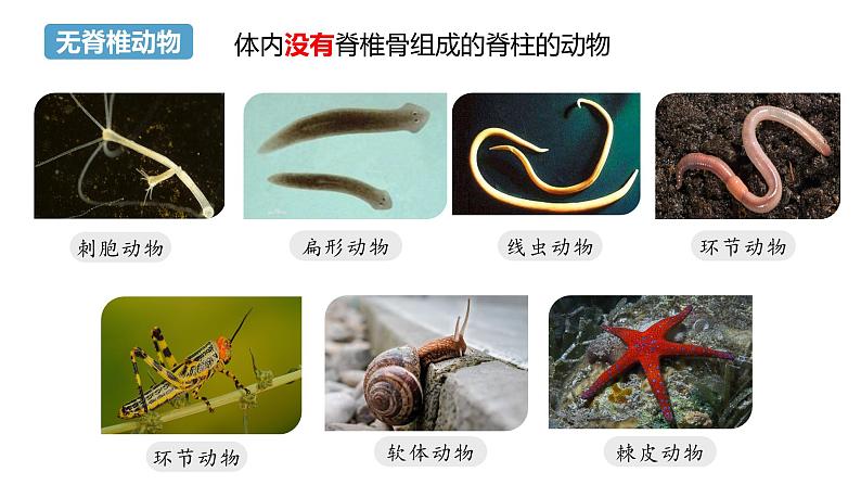 2.2.2+脊椎动物(一)鱼第5页