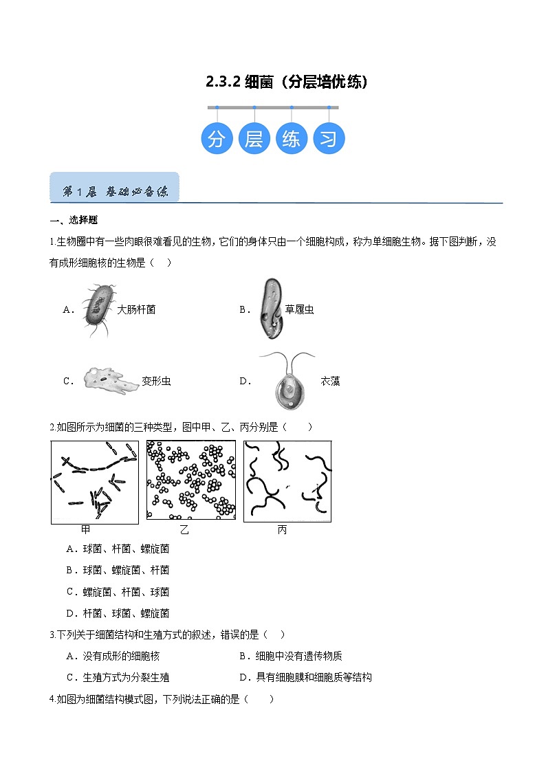 2.3.2 细菌(分层培优练)(原卷版)第1页