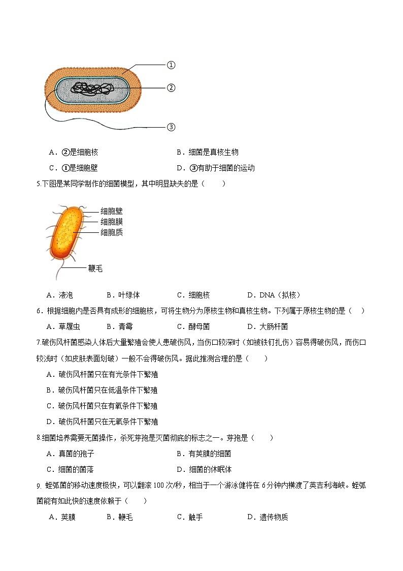 2.3.2 细菌(分层培优练)(原卷版)第2页