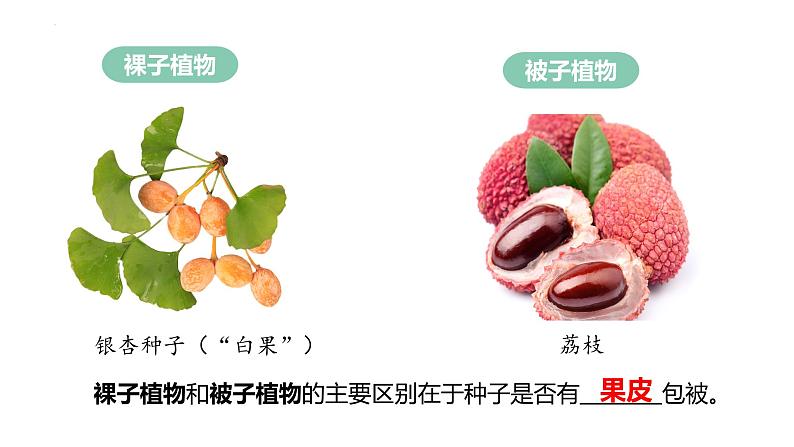 2.1.2 种子植物(第2课时) 第7页