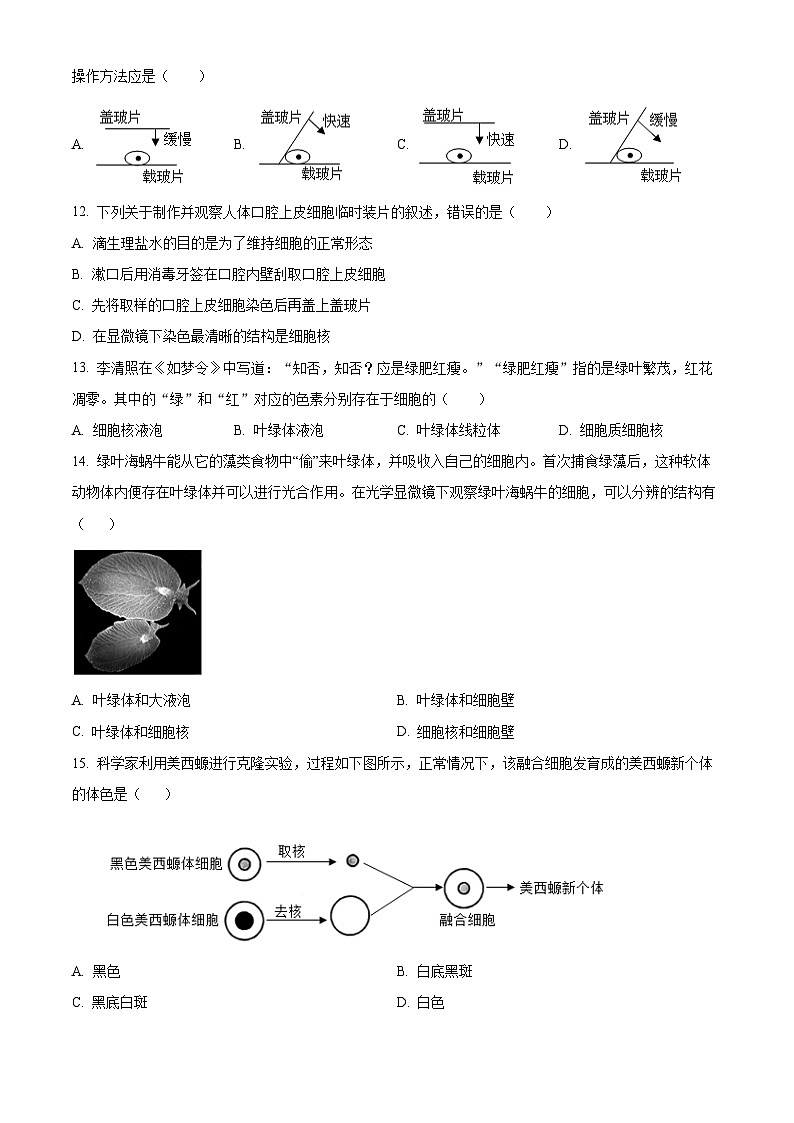 福建省泉州市四校联考2024-2025学年七年级上学期期中生物学试题(原卷版)第3页