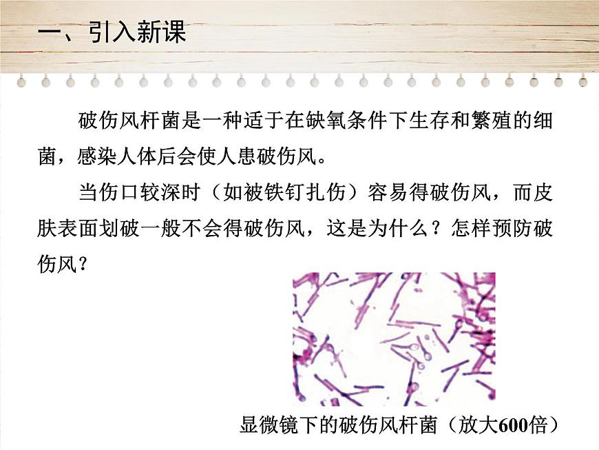 人教版生物八年級(jí)上冊(cè)5.4.2《細(xì)菌》第2頁(yè)