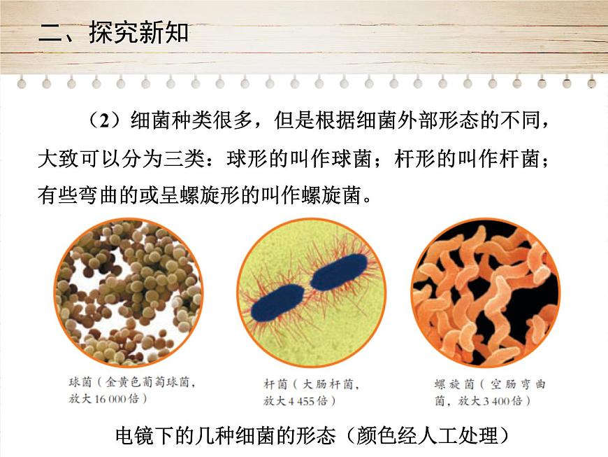 人教版生物八年級(jí)上冊(cè)5.4.2《細(xì)菌》第8頁(yè)