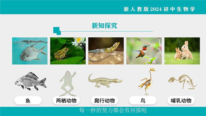 人教版生物七年级上册2.2.1《无脊椎动物》教学课件第3页