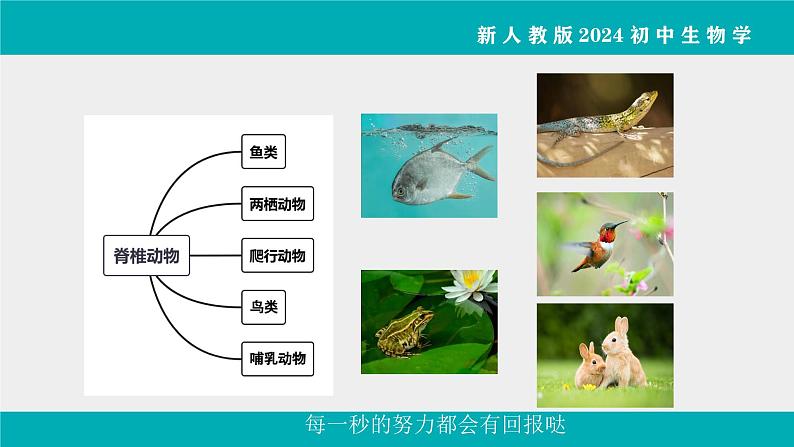人教版生物七年级上册2.2.1《无脊椎动物》教学课件第6页