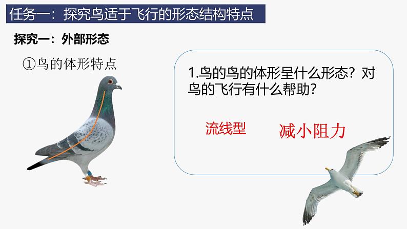 人教版生物七年级上册2.2.2《脊椎动物(三)鸟和哺乳动物》教学课件第5页