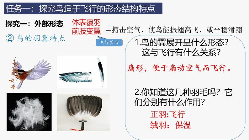 人教版生物七年级上册2.2.2《脊椎动物(三)鸟和哺乳动物》教学课件第6页