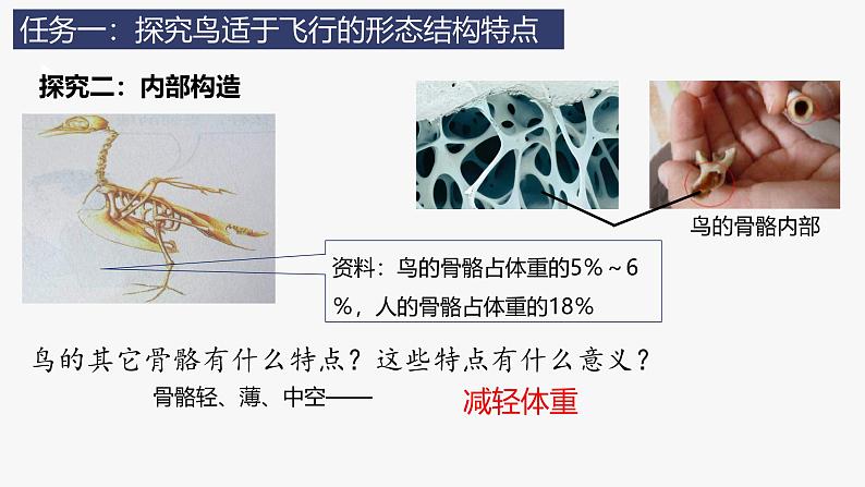 人教版生物七年级上册2.2.2《脊椎动物(三)鸟和哺乳动物》教学课件第8页