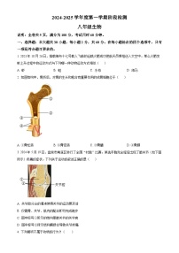 广东省云浮市罗定市2024-2025学年八年级上学期期中生物试题（原卷版）-A4