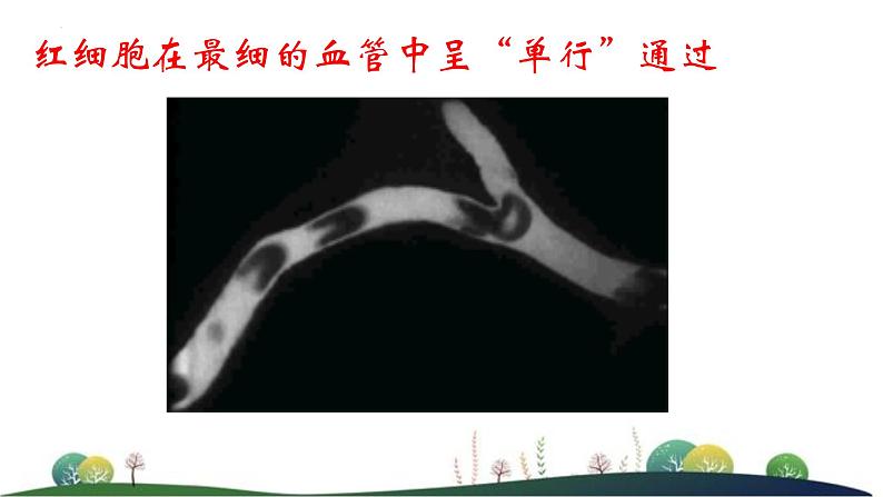 3.3.2物质运输的器官课件-2023-2024学年济南版生物七年级下册第6页