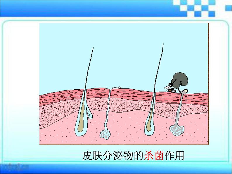 3.6.1 人体的免疫功能 课件-2023-2024学年济南版生物七年级下册第6页
