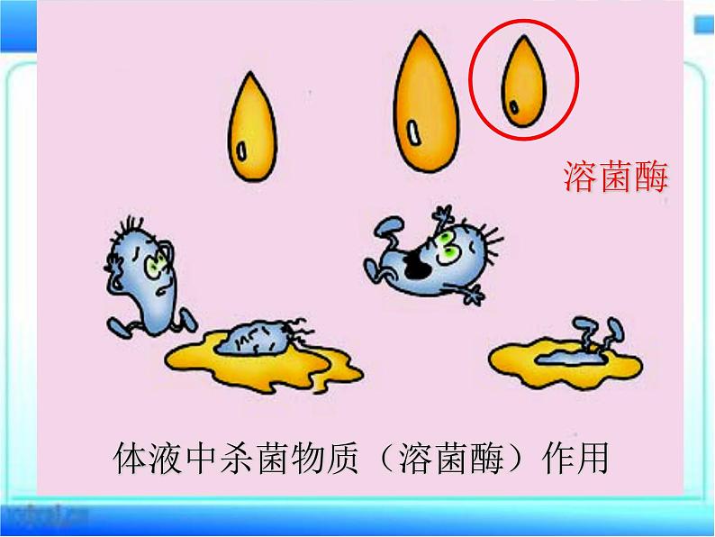 3.6.1 人体的免疫功能 课件-2023-2024学年济南版生物七年级下册第8页