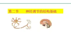 3.5.2神经调节的结构基础课件-2023-2024学年济南版生物七年级下册