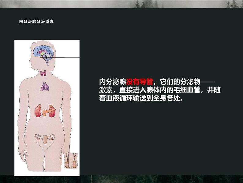 4.6.4 激素调节 课件-人教版生物七年级下册第6页