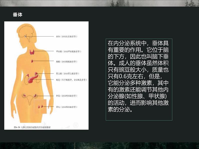 4.6.4 激素调节 课件-人教版生物七年级下册第8页