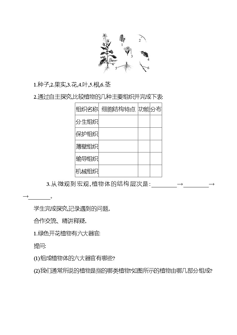 人教版生物七年级上册 1.3.3 植物体的结构层次 教案第2页