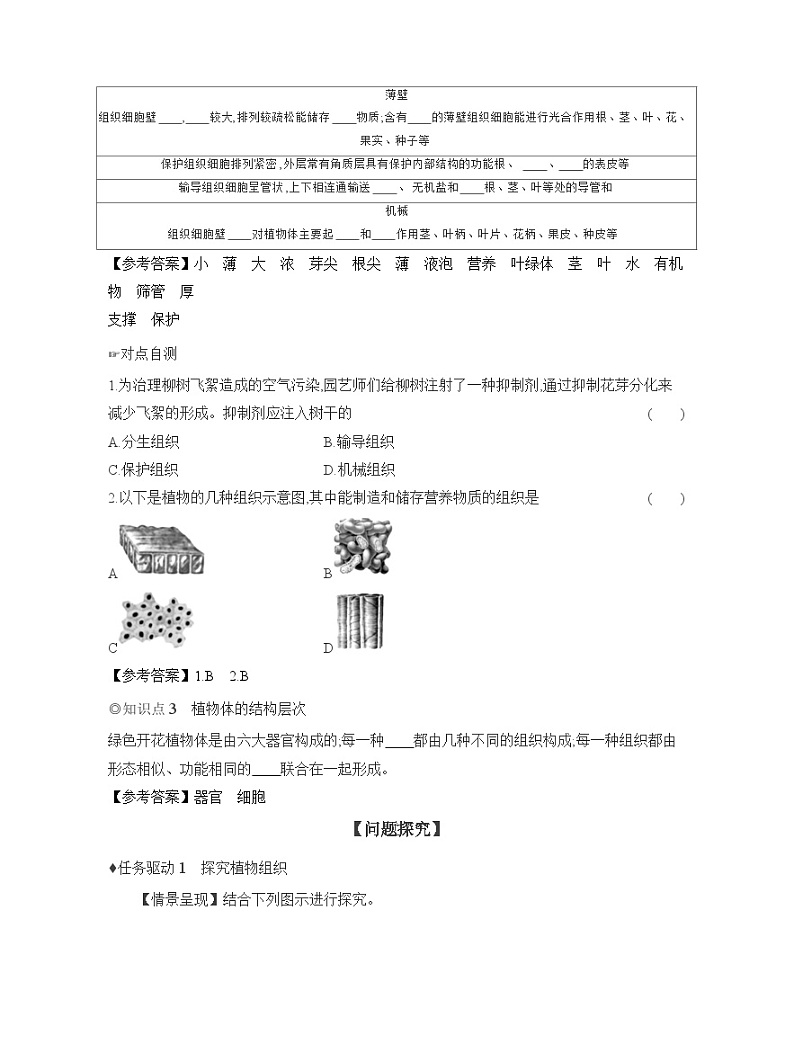 2024-2025学年人教版生物七年级上册 1.3.3 植物体的结构层次 导学案第2页