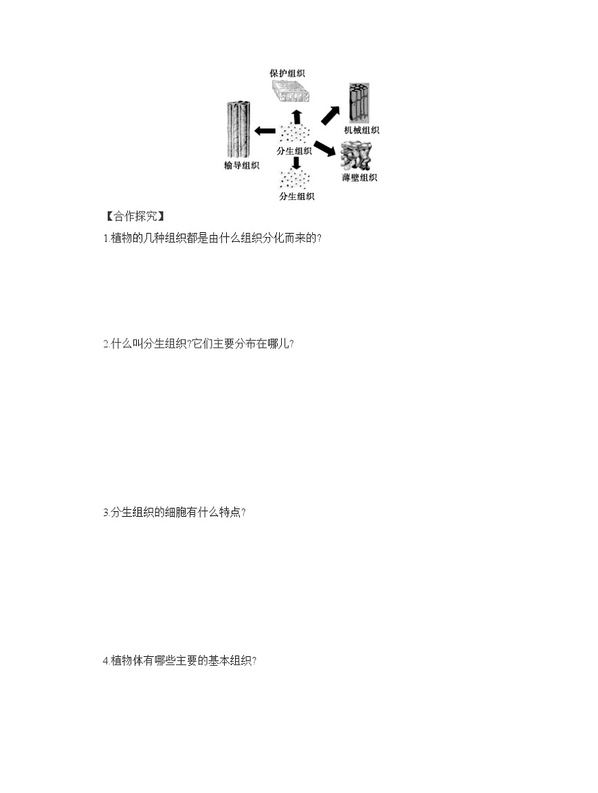 2024-2025學(xué)年人教版生物七年級(jí)上冊(cè) 1.3.3　植物體的結(jié)構(gòu)層次  導(dǎo)學(xué)案第3頁(yè)