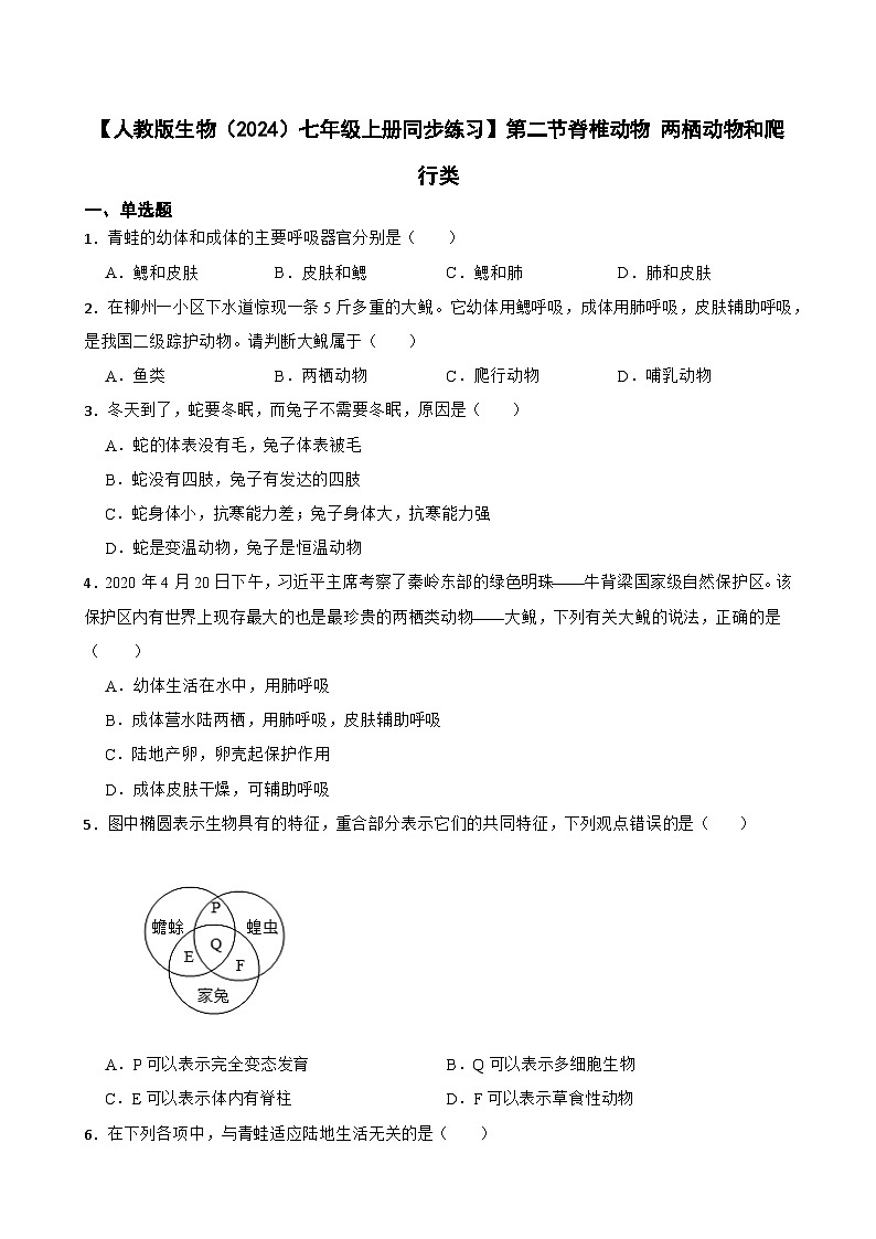 2024-2025学年人教版生物七年级上册 2.2.2 脊椎动物-两栖动物和爬行动物 练习第1页