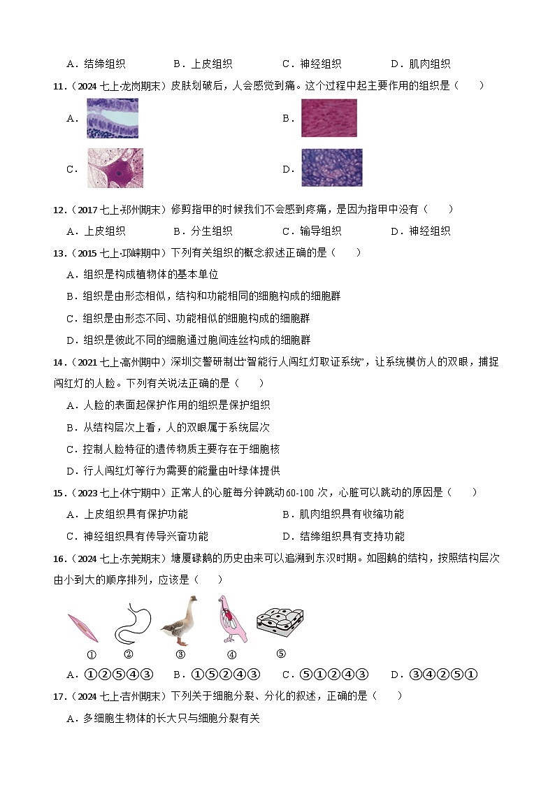 2024-2025学年人教版生物七年级上册 生物学七(上)1.3.2 动物体的结构层次 同步练习(学生版)第2页