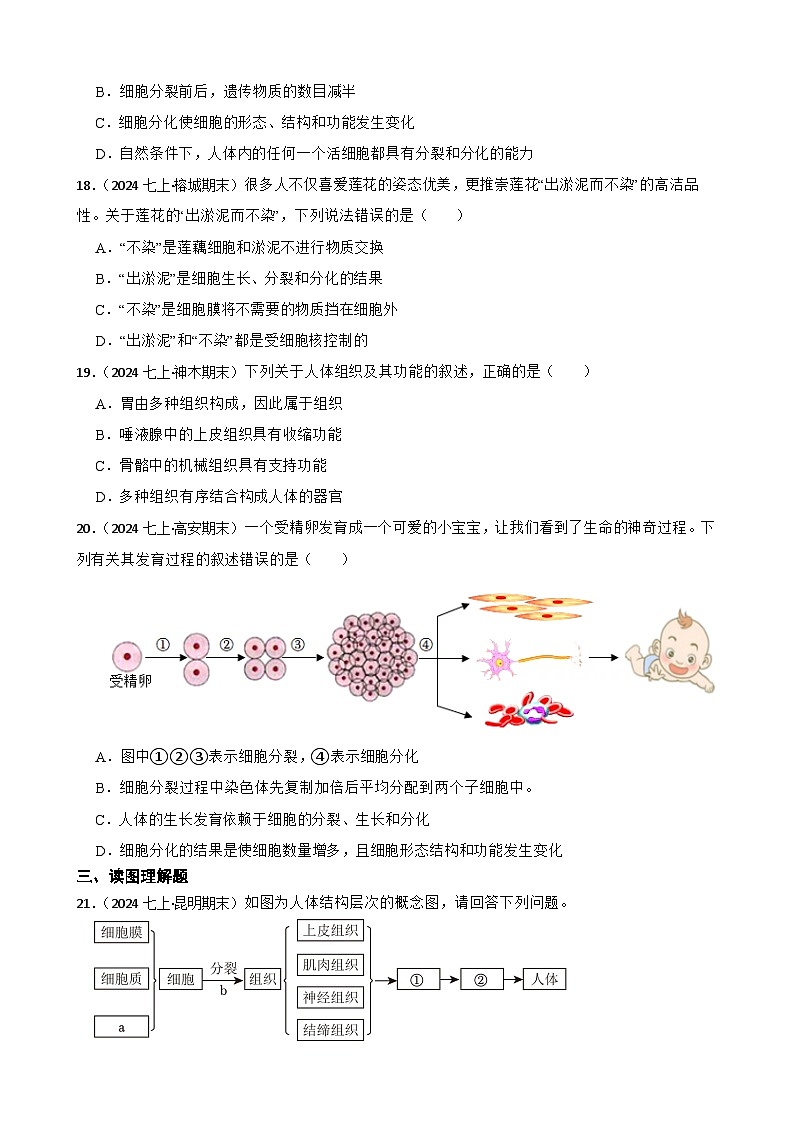 2024-2025学年人教版生物七年级上册 生物学七(上)1.3.2 动物体的结构层次 同步练习(学生版)第3页