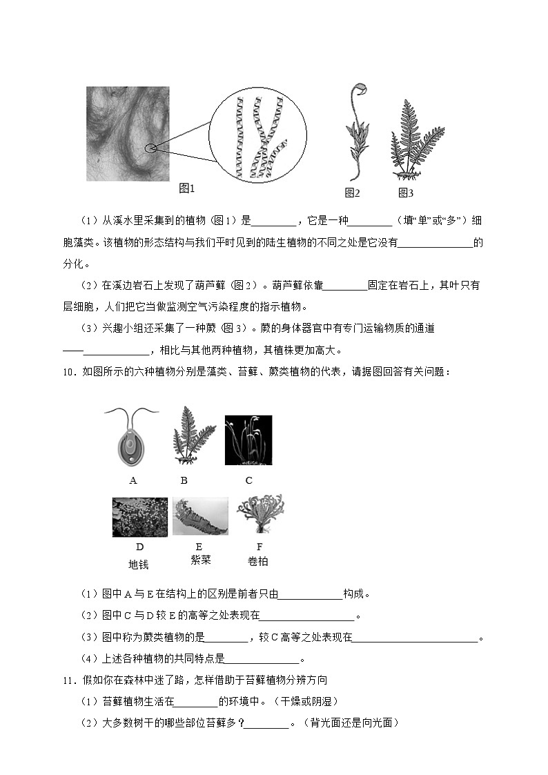 2024-2025学年人教版生物七年级上册 2.1.1 藻类苔藓和蕨类 作业第2页