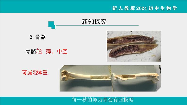 人教版生物七年级上册2.2.2《脊椎动物》课件第2课时课件第6页