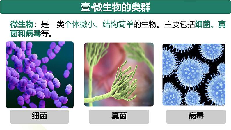 人教版生物七年级上册2.3.1《微生物的分布》(课件)第5页