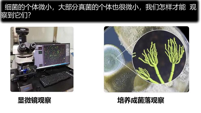 人教版生物七年级上册2.3.1《微生物的分布》(课件)第6页