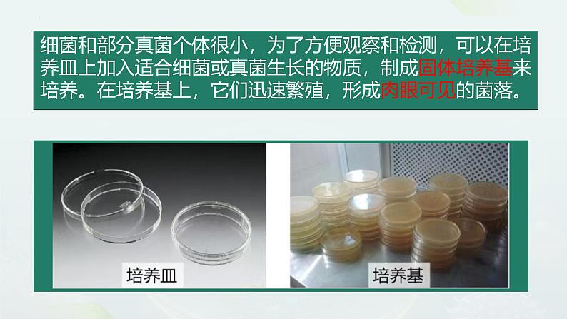 人教版生物七年级上册2.3.1《微生物的分布》(课件)第7页