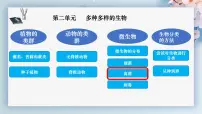 初中生物人教版（2024）七年级上册（2024）第三节 真菌教学ppt课件