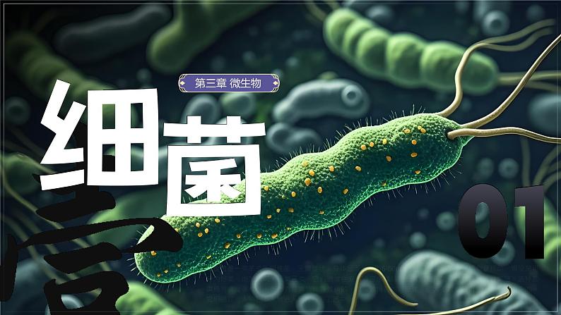 人教版生物七年级上学期2.3.2《细菌》(教学课件)第1页