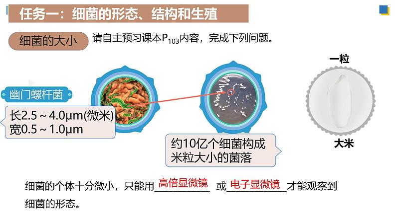 人教版生物七年级上学期2.3.2《细菌》(教学课件)第4页