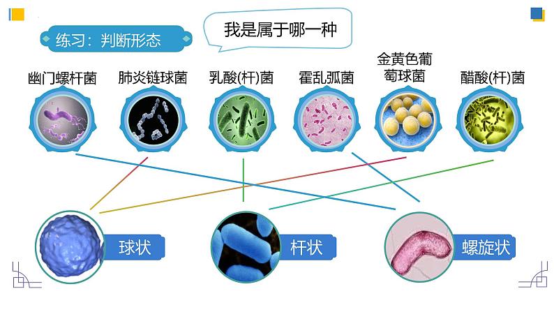 人教版生物七年级上学期2.3.2《细菌》(教学课件)第6页